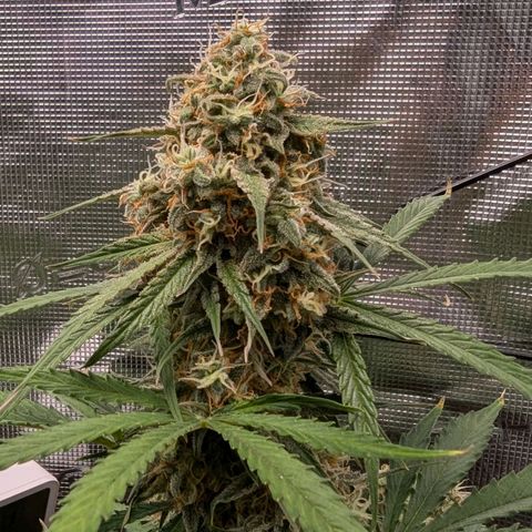 Epsilon growlog timeline photo