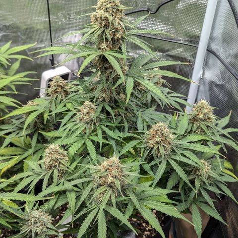 Epsilon growlog timeline photo