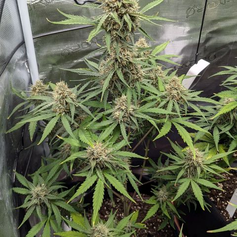Medusa growlog timeline photo