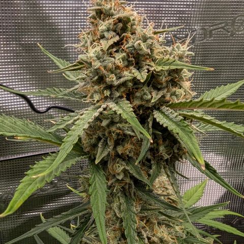 Medusa growlog timeline photo