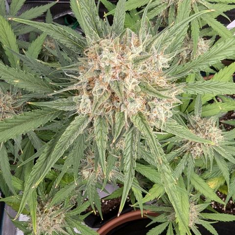 Medusa growlog timeline photo