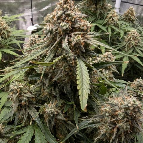 Titan growlog timeline photo