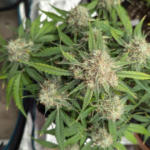 Titan growlog timeline photo