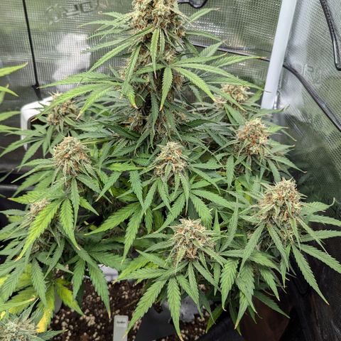 Epsilon growlog timeline photo