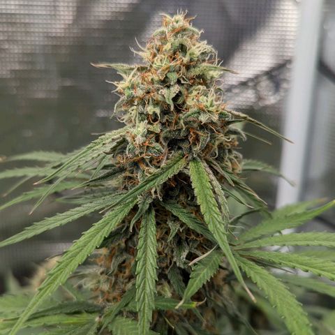 Epsilon growlog timeline photo