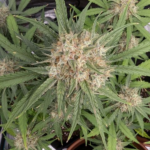 Medusa growlog timeline photo