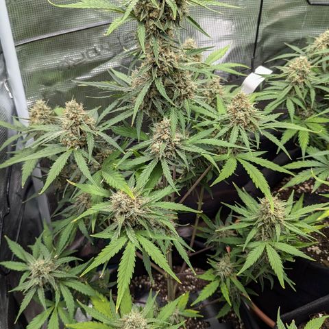 Medusa growlog timeline photo