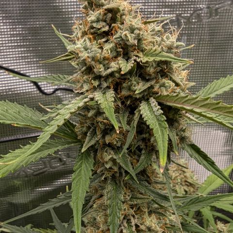 Medusa growlog timeline photo