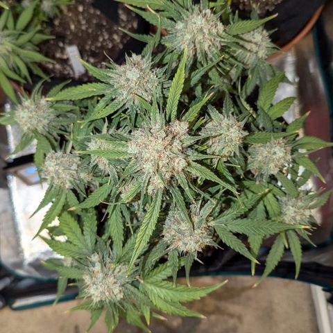 Titan growlog timeline photo