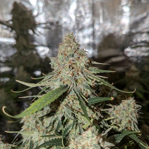 Titan growlog timeline photo