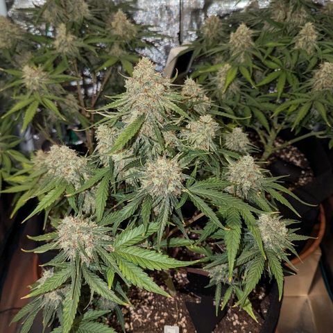 Titan growlog timeline photo