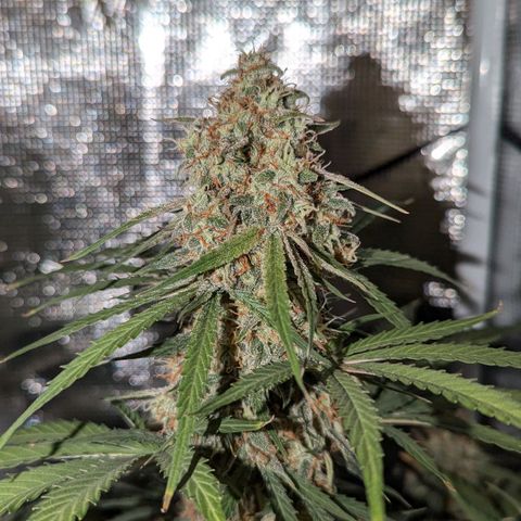Epsilon growlog timeline photo