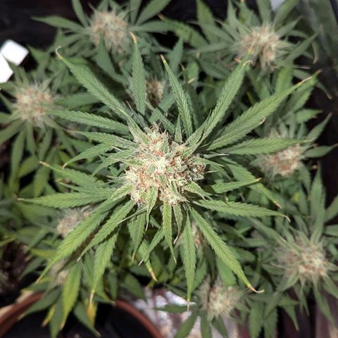 Epsilon growlog timeline photo
