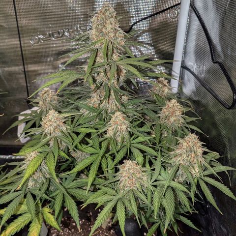 Epsilon growlog timeline photo