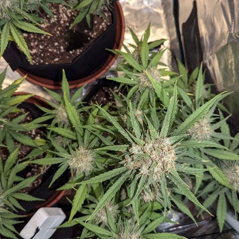 Medusa growlog timeline photo