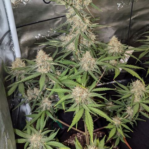 Medusa growlog timeline photo