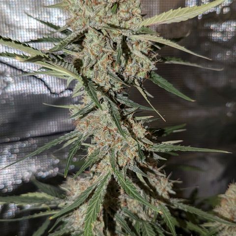 Medusa growlog timeline photo