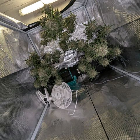 Epsilon growlog timeline photo