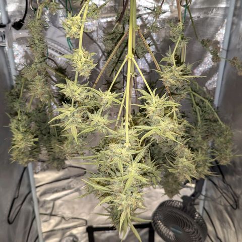 Epsilon growlog timeline photo
