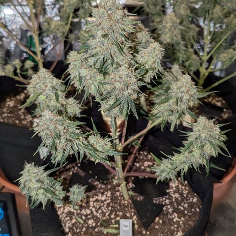 Titan growlog timeline photo