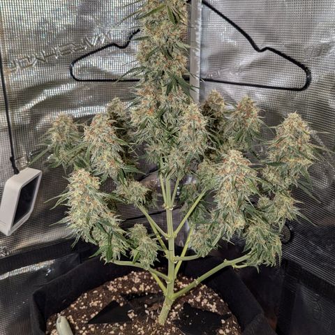 Epsilon growlog timeline photo