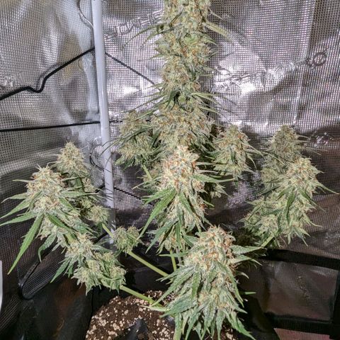 Medusa growlog timeline photo
