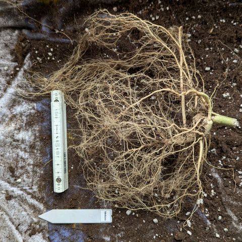 Medusa growlog timeline photo