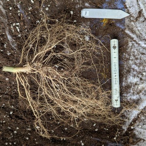 Titan growlog timeline photo