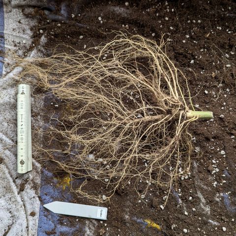 Epsilon growlog timeline photo