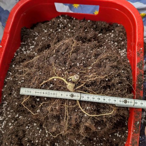 Medusa growlog timeline photo