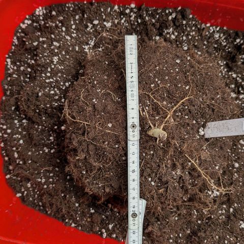 Titan growlog timeline photo
