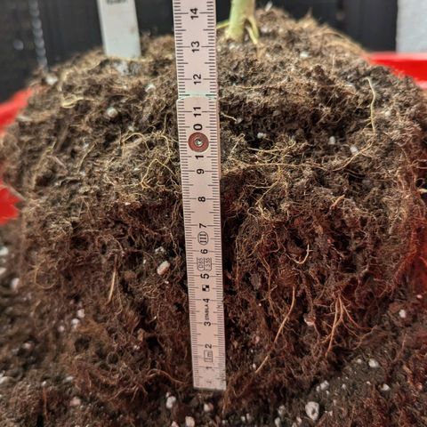 Epsilon growlog timeline photo
