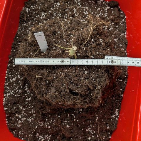 Epsilon growlog timeline photo