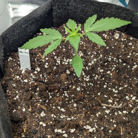 Milky Way growlog timeline photo