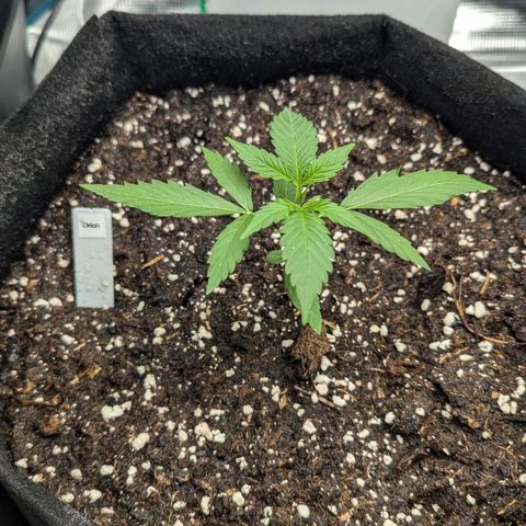 Orion growlog timeline photo
