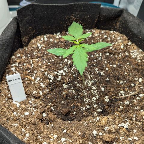 Milky Way growlog timeline photo