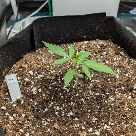 Orion growlog timeline photo