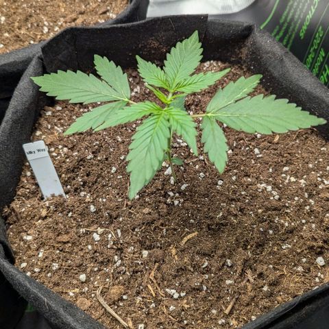 Milky Way growlog timeline photo