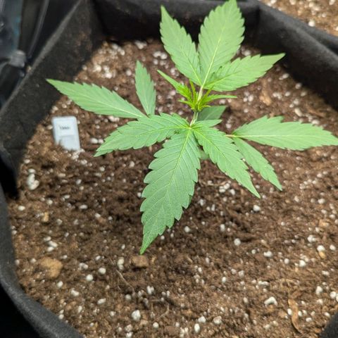 Orion growlog timeline photo