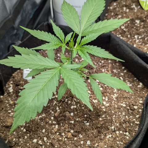 Orion growlog timeline photo