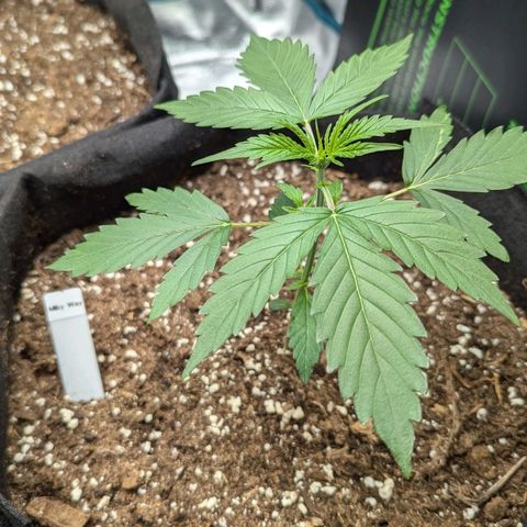 Milky Way growlog timeline photo