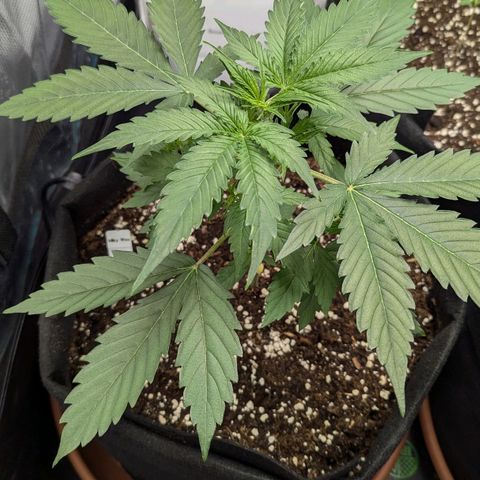 Milky Way growlog timeline photo