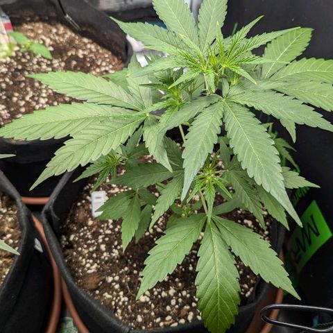 Orion growlog timeline photo