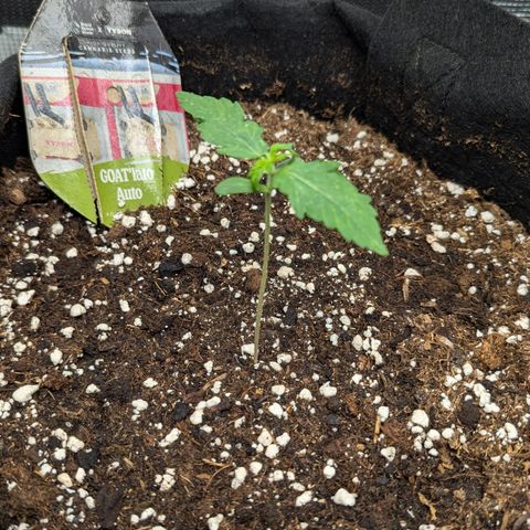 GOAT'lato growlog timeline photo