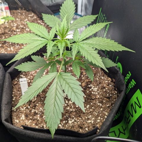 Milky Way growlog timeline photo