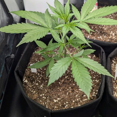 Orion growlog timeline photo