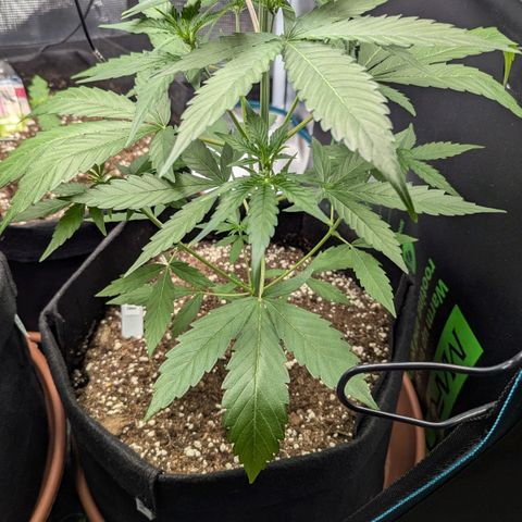 Orion growlog timeline photo