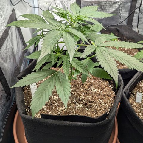 Milky Way growlog timeline photo