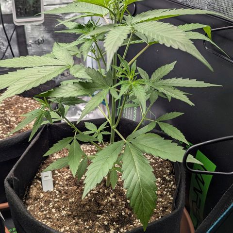 Orion growlog timeline photo