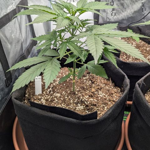 Milky Way growlog timeline photo
